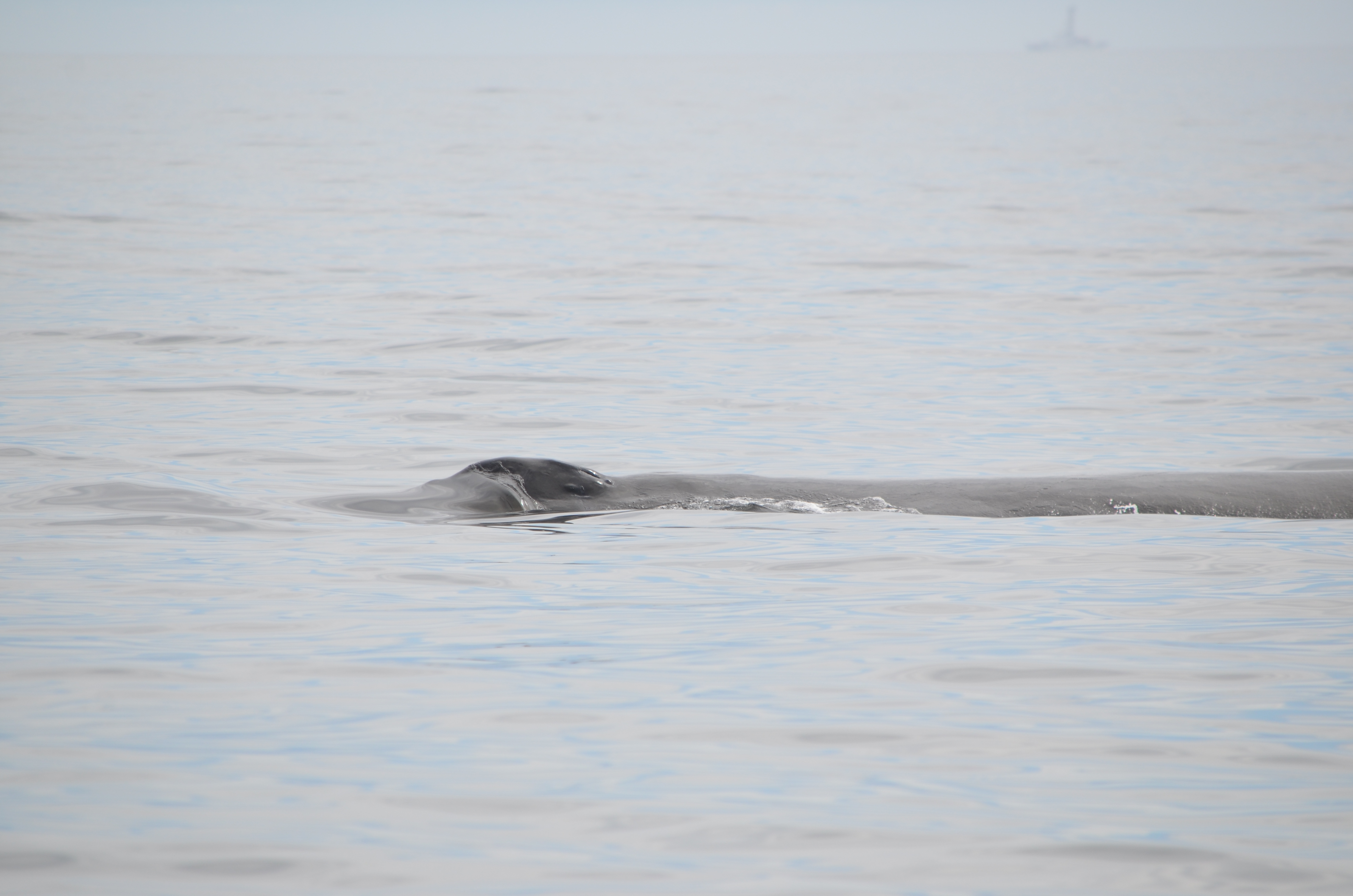 photos/wildlife/Mammal_Species/Humpback Whale/DSC_0124.JPG